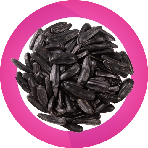 تخمه شمشیری