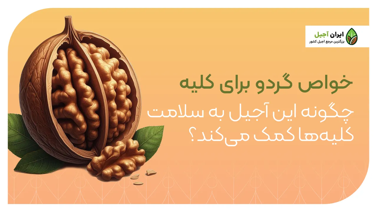 خواص گردو برای کلیه | چگونه این آجیل به سلامت کلیهها کمک میکند؟