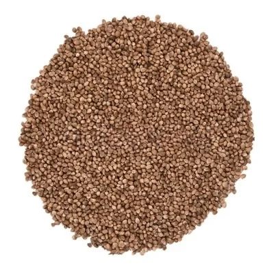 شاهدانه شور درجه یک